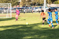Tigers 2025-1