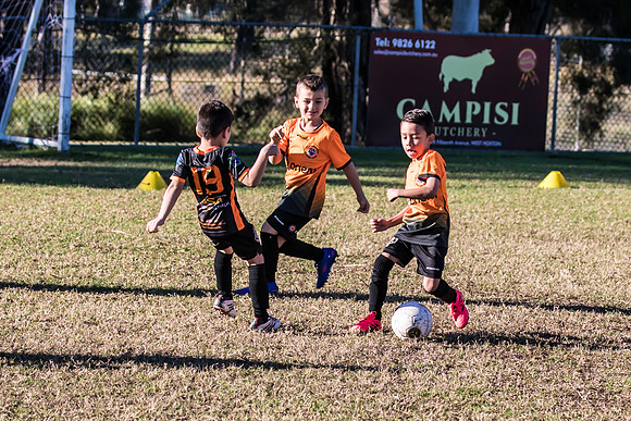 Tigers Under 6's 2026-2