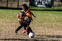 Tigers Under 6's 2026-3