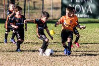 Tigers Under 6's 2026-7