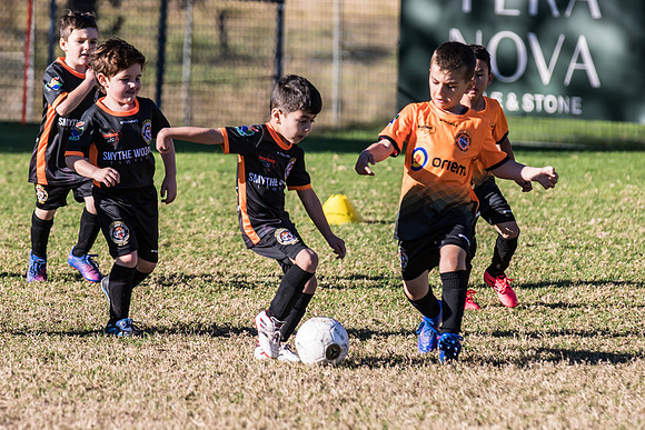 Tigers Under 6's 2026-7