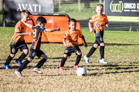 Tigers Under 6's 2026-8