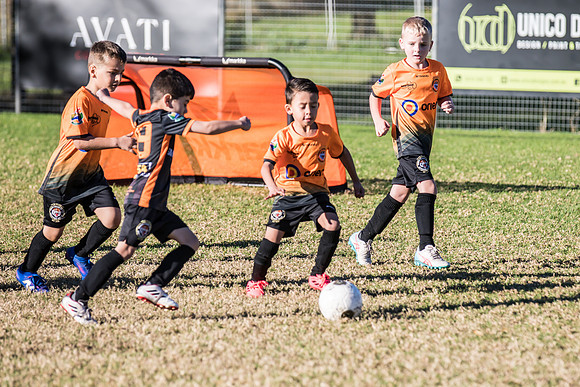 Tigers Under 6's 2026-8