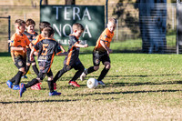 Tigers Under 6's 2026-11