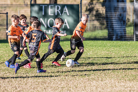 Tigers Under 6's 2026-11