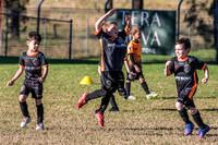 Tigers Under 6's 2026-13