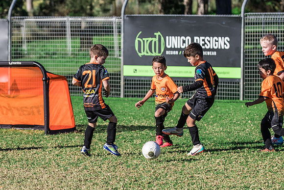 Tigers Under 6's 2026-20