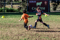 Tigers Under 6's 2026-19