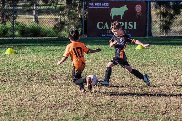 Tigers Under 6's 2026-19