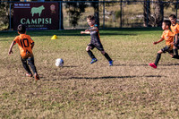 Tigers Under 6's 2026-17