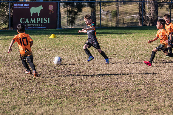 Tigers Under 6's 2026-17