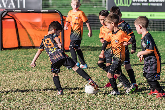 Tigers Under 6's 2026-21