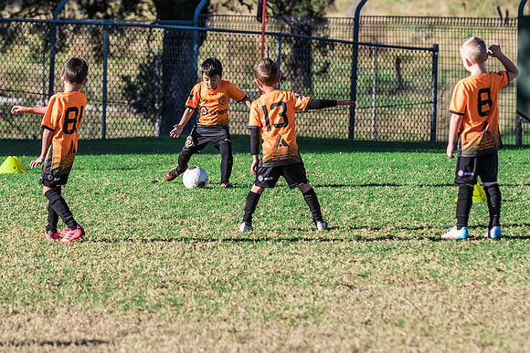 Tigers Under 6's 2026-22